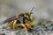 Lateral closeup of a yellow oblong carder bee, Anthidium oblongatum