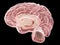 A lateral cross-section of the human brain