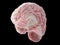 A lateral cross-section of the human brain