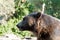 Lateral detail of the head of a brown bear