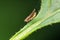 Lateral of Fruit fly, Drosophilidae, Pune, Maharashtra