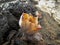 Lateral image of the Aeonium hierrense flower on a lava field in the island of El Hierro Canary islands in Spain