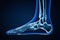 Lateral or profile view of accurate human left foot bones with body contours on blue background 3D rendering illustration. Anatomy