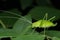 Lateral side of leaf mimiching katydid, Tetttigonia viridissima Tettigonidae