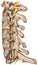 Lateral topographic relationship of the spinal nerve and vertebral artery