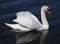 Lateral view on beautiful swan floating on water.