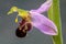 Lateral view of a Bee orchid wild flower, ophrys apifera