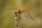 Lateral view of male red-veined darter dragon fly - Sympetrum fonscolombii