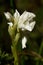 Lateral view of white butterfly orchid flowers - Anacamptis papilionacea