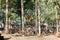 Laterite Buddha Statue and Trees at Wat Pra Khaeo Kamphaeng Phet Province, Thailand