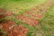 Laterite walkways on lawn