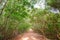 Lateritic soil walkway in the mangrove