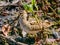 Latham\\\'s Snipe in Queensland Australia