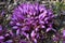 Lathraea clandestina or purple toothwort in the spring forest