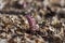 Lathraea squamaria common toothwort parasitic plants in bloom, woodland wild flowering flowers