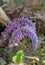 Lathraea squamaria, the common toothwort, is a species of flowering plant in the family Orobanchaceae.