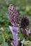 Lathraea squamaria, the common toothwort, is a species of flowering plant in the family Orobanchaceae.