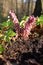 Lathraea squamaria, common toothwort. Wild plant shot in the spring