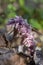 Lathraea squamaria parasitic flowers in bloom, amazing light pink white flowering plants