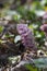 Lathraea squamaria parasitic flowers in bloom, amazing light pink white flowering plants