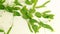 Lathyrus aphaca yellow pea plant