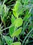 Lathyrus aphaca yellow vetchling wild pea with dew drop