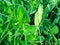 Lathyrus aphaca yellow vetchling wild pea dew drop