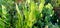 Lathyrus aphaca yellow vetchling wild pea stock
