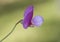 Lathyrus clymenum Spanish vetchling beautiful pink and purple leguminous flower on a homogeneous green background