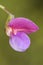 Lathyrus clymenum Spanish vetchling wild lupine with beautiful pink and red flowers