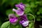 Lathyrus odoratus sweet pea blossoms with purple and white color