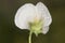 Lathyrus odoratus sweetpea is a cultivated species of white flowers that is sometimes found wild as a reminder of a nearby crop
