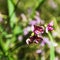 Lathyrus palustris is a species of wild pea known as marsh pea