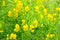 Lathyrus pratansis flower on meadow