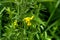 Lathyrus pratensis. Wild flower.