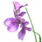 Lathyrus (Sweet pea)