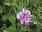 Lathyrus sylvestris close up