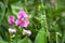 Lathyrus sylvestris, the flat pea or narrow-leaved everlasting-pea flowers