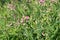 Lathyrus sylvestris, flat pea, narrow-leaved everlasting-pea pink flowers