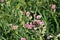 Lathyrus sylvestris, flat pea, narrow-leaved everlasting-pea pink flowers