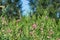 Lathyrus sylvestris, flat pea, narrow-leaved everlasting-pea pink flowers