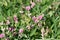 Lathyrus sylvestris, flat pea, narrow-leaved everlasting-pea pink flowers