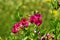 Lathyrus sylvestris, flat pea, narrow-leaved everlasting-pea pink flowers in meadow