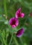 Lathyrus tingitanus roseus, commonly know as Tangier pea, sweet peas or Vetchlings.