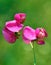 Lathyrus tuberosus , tuberous pea flower , flora Iran