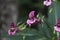 A Lathyrus tuberosus, tuberous pea, tuberous vetchling, earthnut pea, standing in a garden