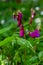 Lathyrus vernus in bloom, early spring vechling flower with blosoom and green leaves growing in forest, macro