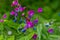 Lathyrus vernus in bloom, early spring vechling flower with blosoom and green leaves growing in forest, macro