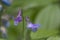 Lathyrus vernus flowers