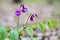 Lathyrus vernus known as spring vetch